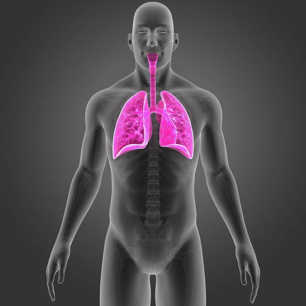 Lungs with skeleton anterior view — Stock Photo, Image
