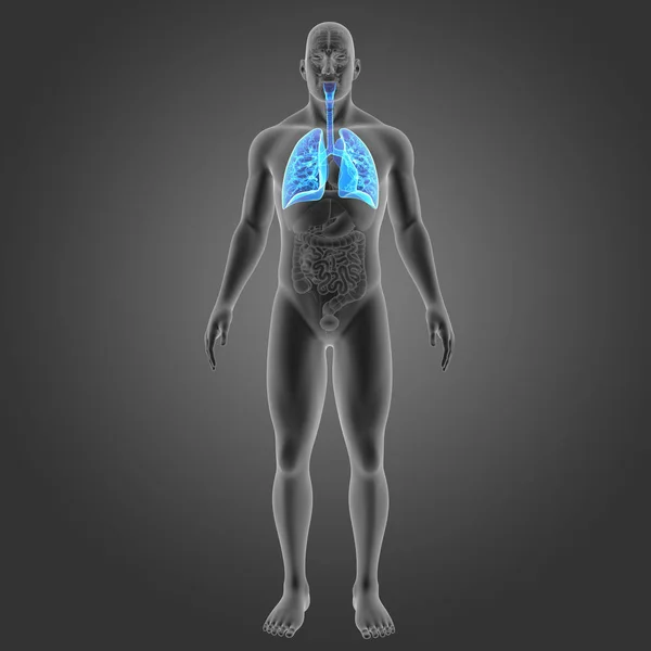 肺与器官前视图 — 图库照片