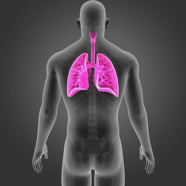 Lungs with skeleton posterior view — Stock Photo, Image