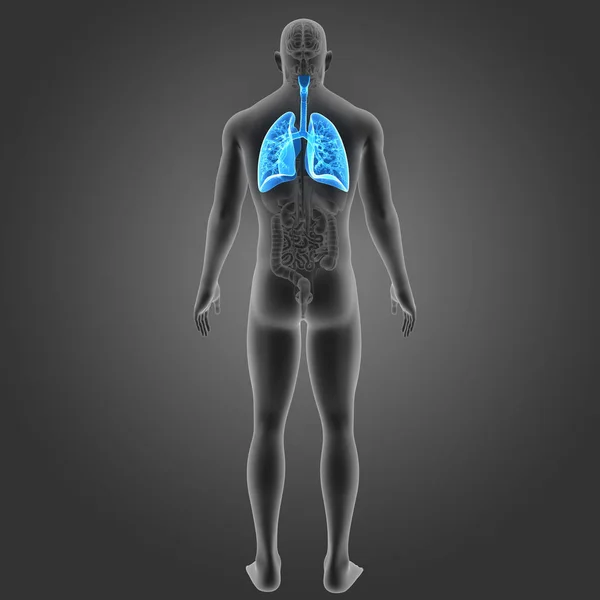 Lungs with organs posterior view — Stock Photo, Image