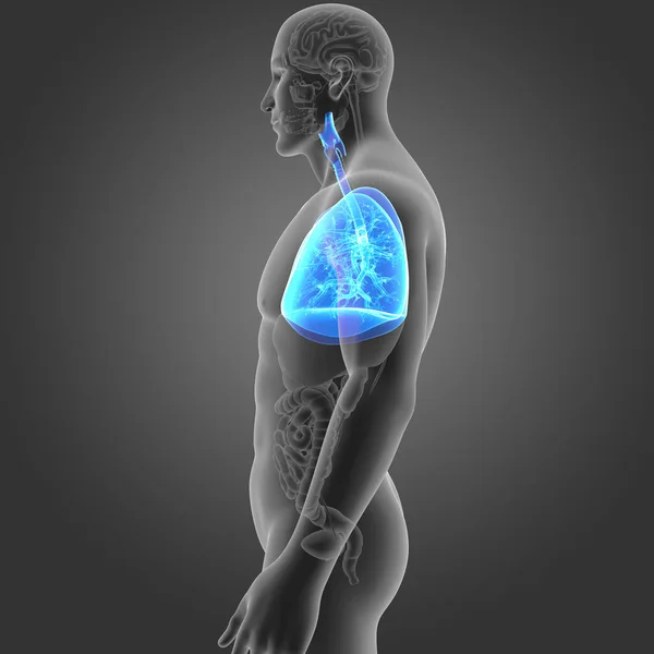 Lungs with organs lateral view — Stock Photo, Image