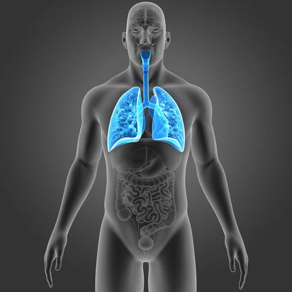 Lungs with organs anterior view — Stock Photo, Image