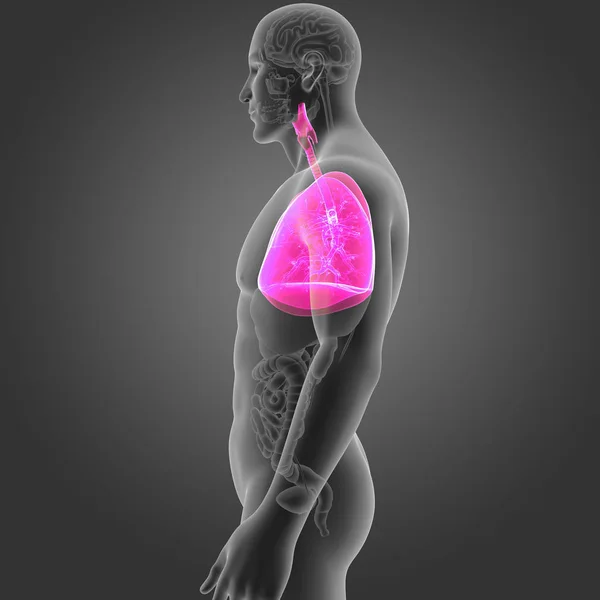Płuca, z bocznym widokiem na narządy — Zdjęcie stockowe