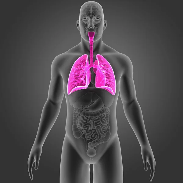 Lungs with organs anterior view — Stock Photo, Image