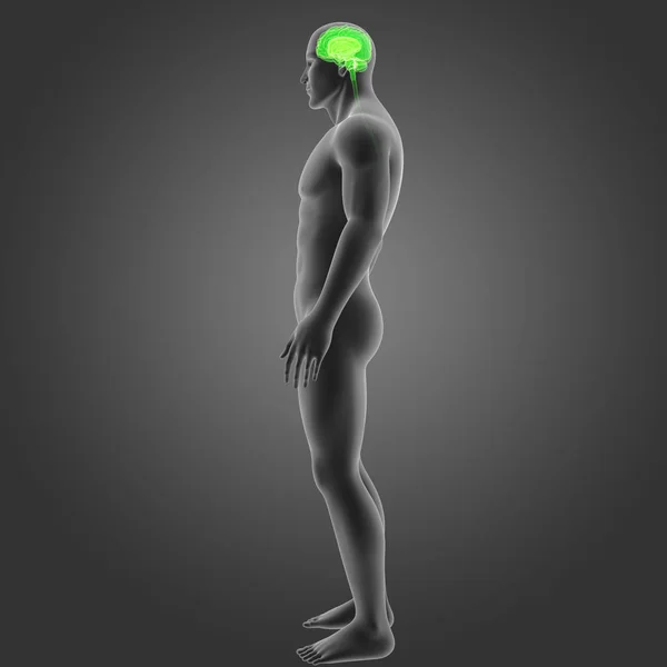 Brain with body lateral view — Stock Photo, Image