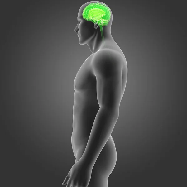Cérebro com vista lateral do corpo — Fotografia de Stock
