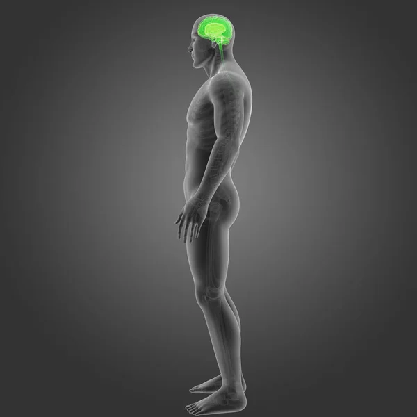 Brain with skeleton lateral view — Stock Photo, Image