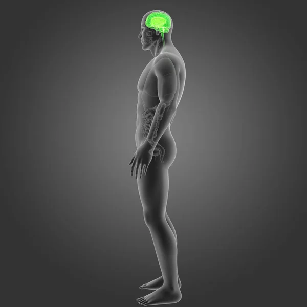 Brain with organs lateral view — Stock Photo, Image