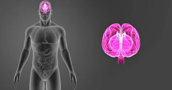 Brain zoom with organs — Stock Photo, Image