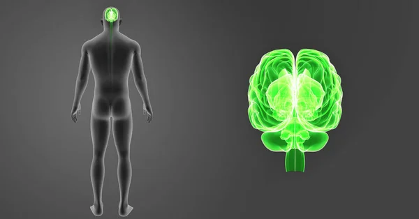 Увеличение мозга с помощью тела — стоковое фото