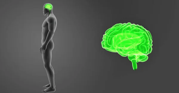 stock image Brain zoom with body lateral view