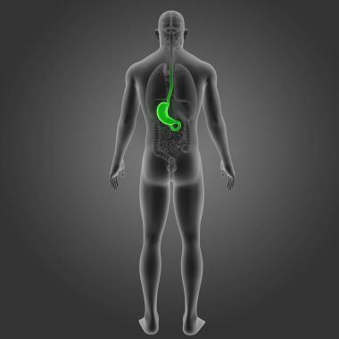 Mide organları arka Manzaralı