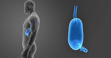 Mide zoom organları ile