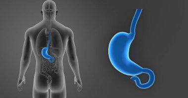 Mide zoom organları ile 