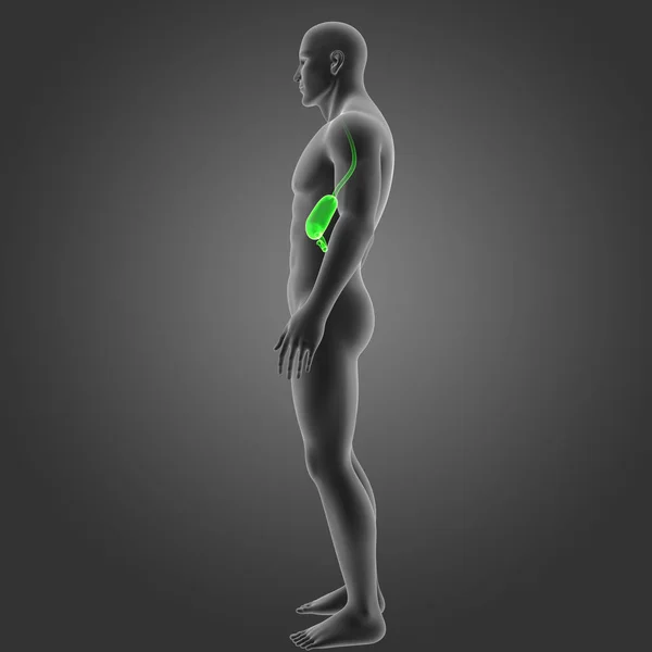 Stomach with body lateral view — Stock Photo, Image