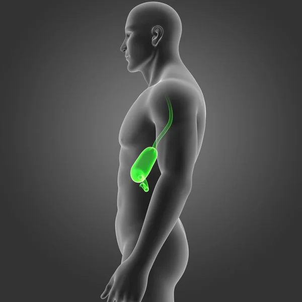 Estómago con vista lateral del cuerpo —  Fotos de Stock