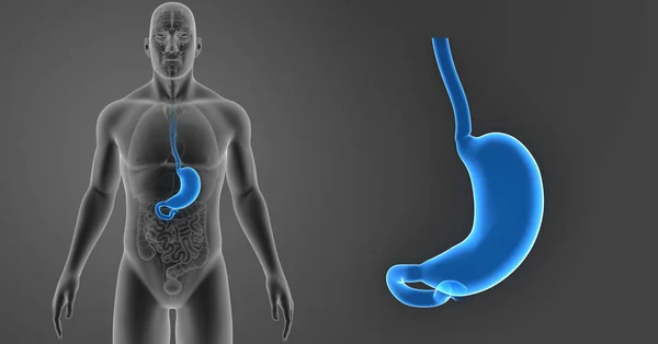 Zoom dello stomaco con organi — Foto Stock