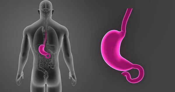 Stomach zoom with organs — Stock Photo, Image