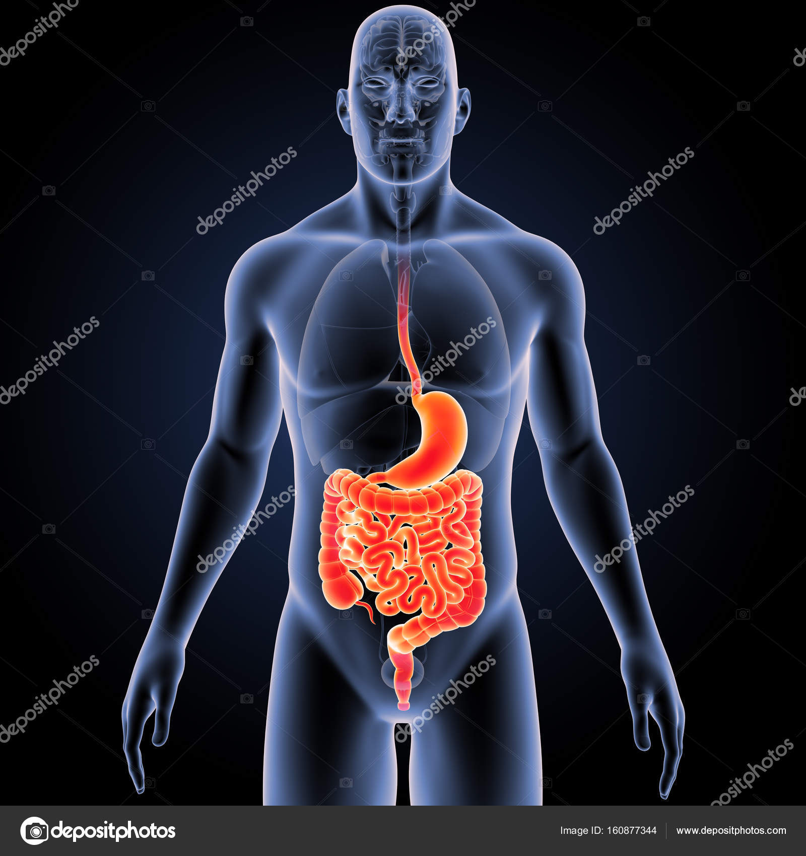 Estomac et intestin avec organes image libre de droit par sciencepics