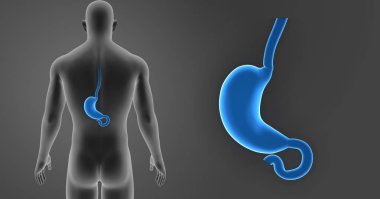 Mide zoom ile vücut