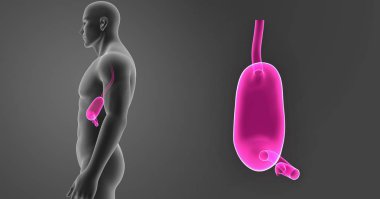 Mide zoom ile vücut 