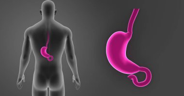 Mide zoom ile vücut