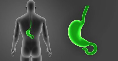 Mide zoom ile vücut