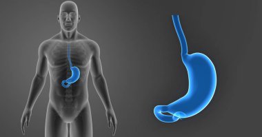 Mide zoom ile iskelet 