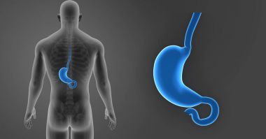 Mide zoom ile iskelet 