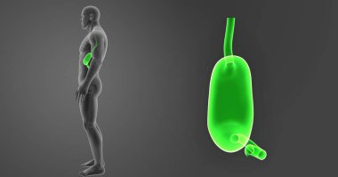 Mide zoom ile iskelet 