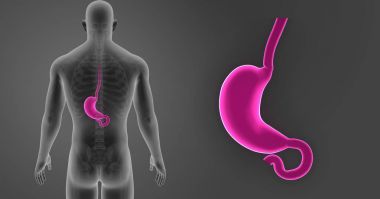 Mide zoom ile iskelet 