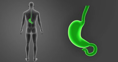 Mide zoom ile iskelet 