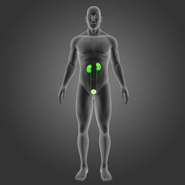 Beden ile üriner sistem 