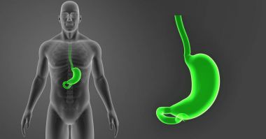 Mide zoom ile iskelet 