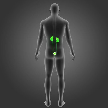 Beden ile üriner sistem