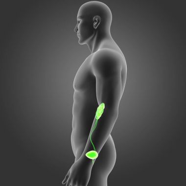 Beden ile üriner sistem 