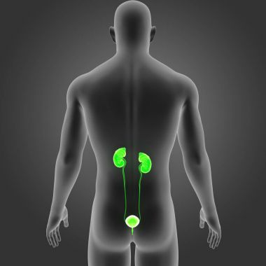 Beden ile üriner sistem