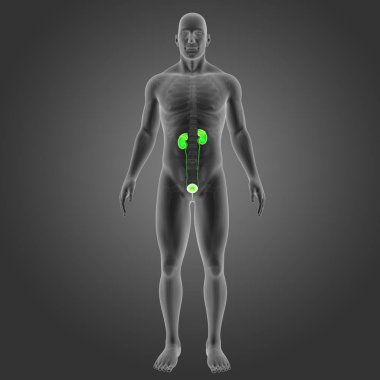 İskelet ile üriner sistem 