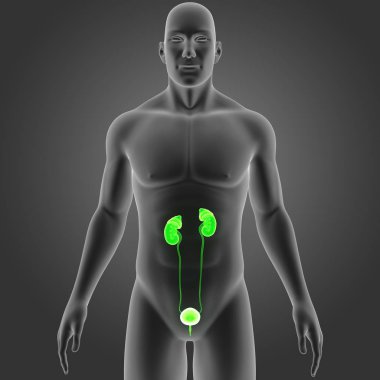 Beden ile üriner sistem 
