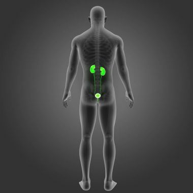 İskelet ile üriner sistem