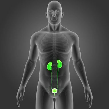 İskelet ile üriner sistem 