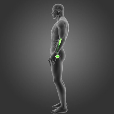 Organları ile üriner sistem