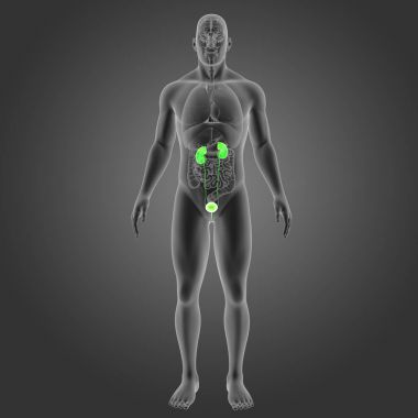 Organları ile üriner sistem 