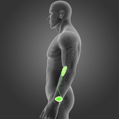 İskelet ile üriner sistem 
