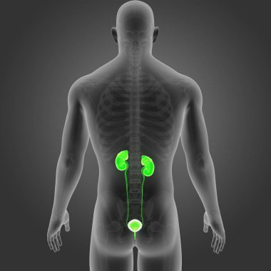 İskelet ile üriner sistem
