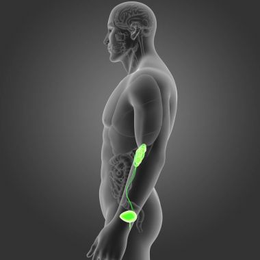 Organları ile üriner sistem