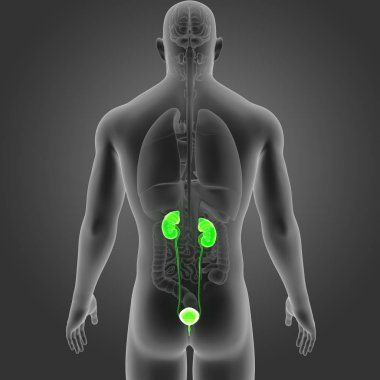 Organları ile üriner sistem 