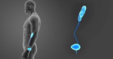 Üriner Sistem zoom organları ile 
