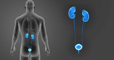 Üriner Sistem zoom organları ile