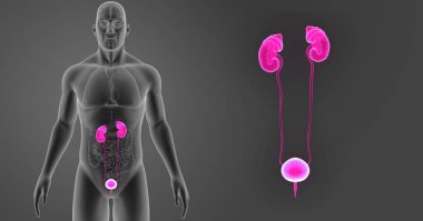 Üriner Sistem zoom organları ile